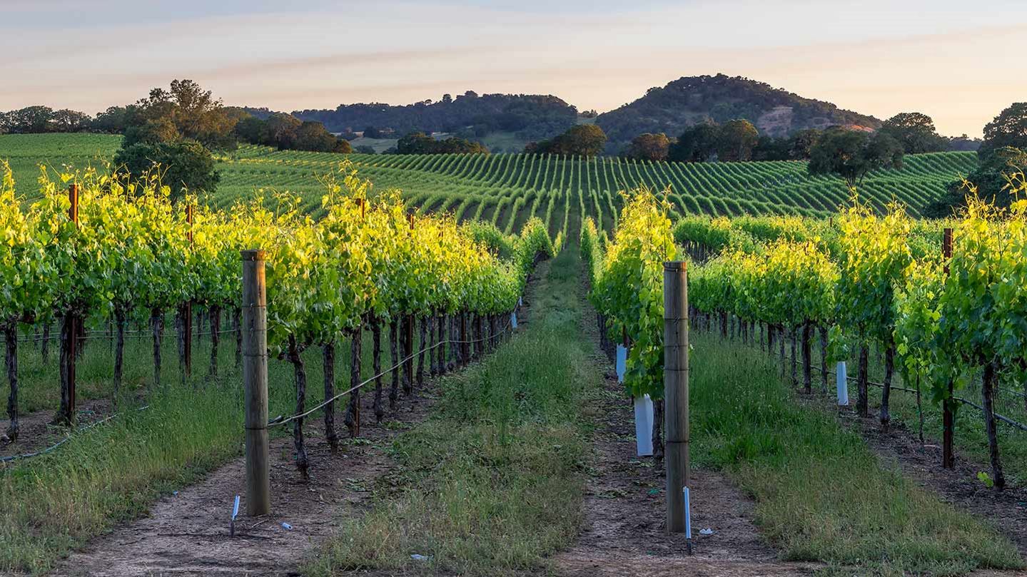 Vineyard sunset