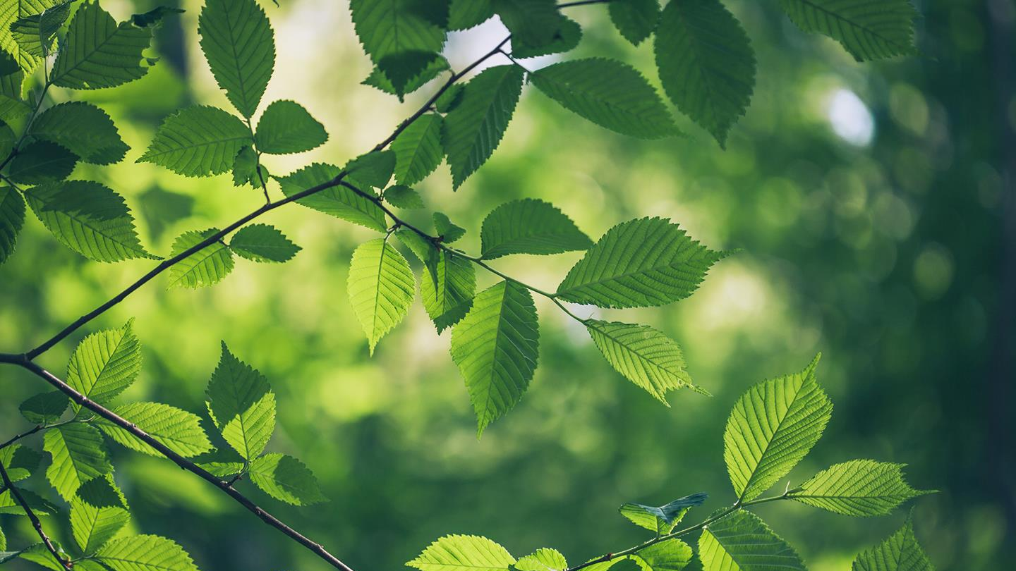 Sustainable leaves on tree