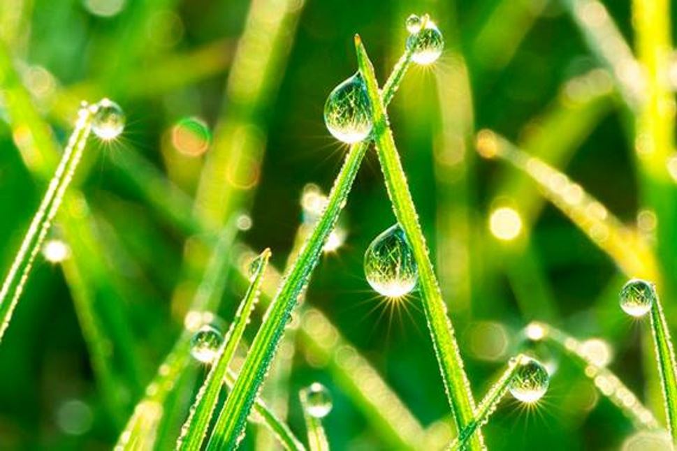 Grass waterdrops